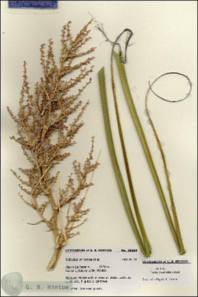 URN_catalog_HBHinton_herbarium_28584.jpg.jpg