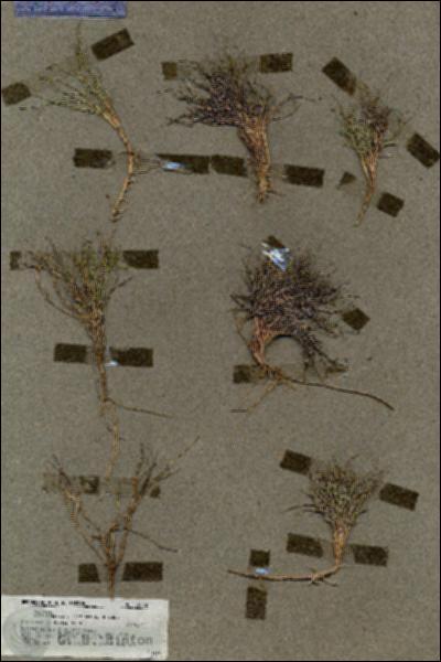 URN_catalog_HBHinton_herbarium_19532.jpg.jpg
