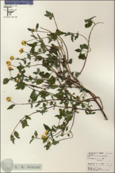 URN_catalog_HBHinton_herbarium_26456.jpg.jpg