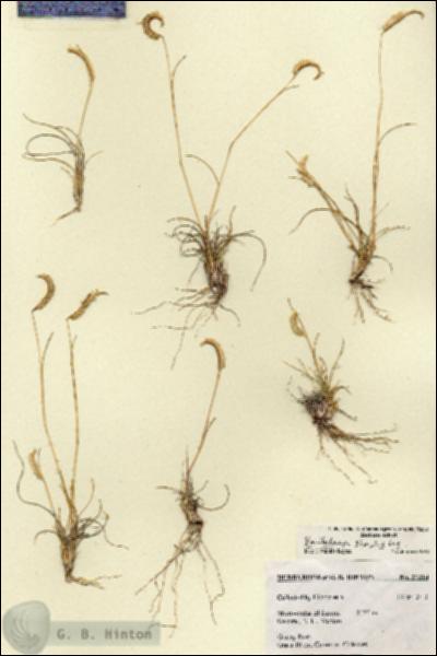 URN_catalog_HBHinton_herbarium_27314.jpg.jpg