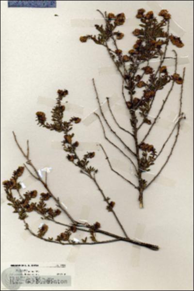 URN_catalog_HBHinton_herbarium_19721.jpg.jpg