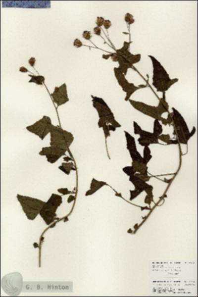URN_catalog_HBHinton_herbarium_25936.jpg.jpg