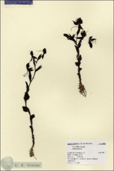 URN_catalog_HBHinton_herbarium_1692.jpg.jpg