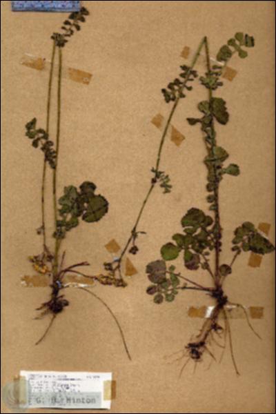 URN_catalog_HBHinton_herbarium_19148.jpg.jpg