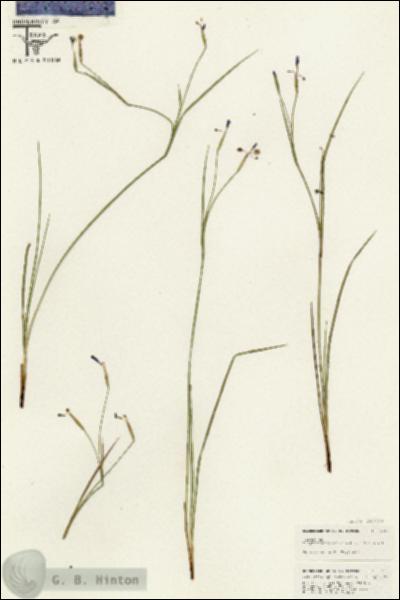 URN_catalog_HBHinton_herbarium_25415.jpg.jpg