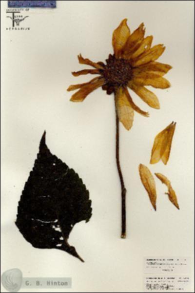 URN_catalog_HBHinton_herbarium_26308.jpg.jpg
