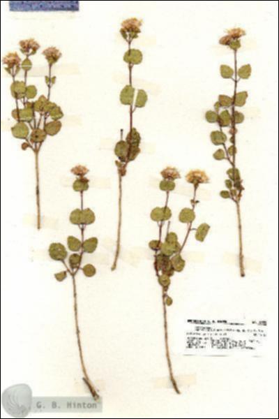 URN_catalog_HBHinton_herbarium_19859.jpg.jpg