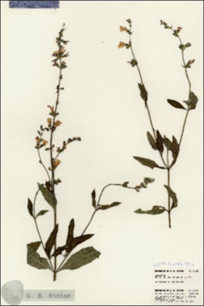 URN_catalog_HBHinton_herbarium_23069.jpg.jpg
