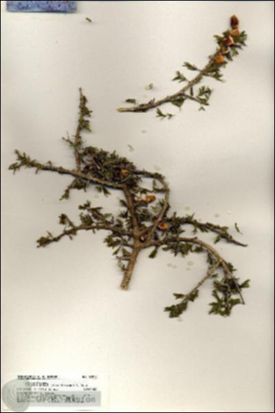 URN_catalog_HBHinton_herbarium_19279.jpg.jpg