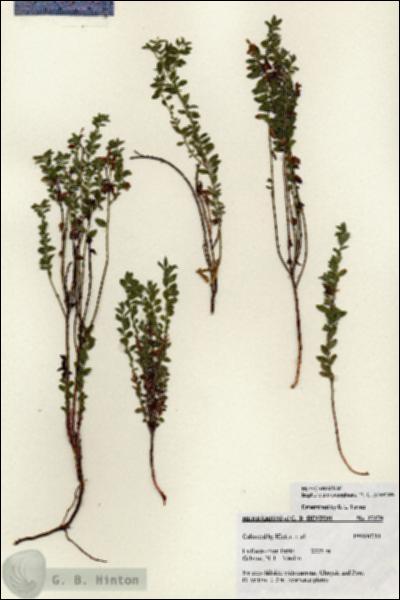URN_catalog_HBHinton_herbarium_27179.jpg.jpg