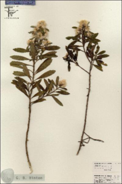 URN_catalog_HBHinton_herbarium_26521.jpg.jpg