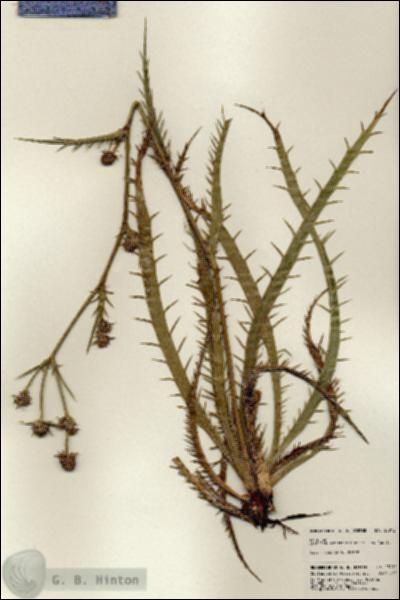 URN_catalog_HBHinton_herbarium_23912.jpg.jpg