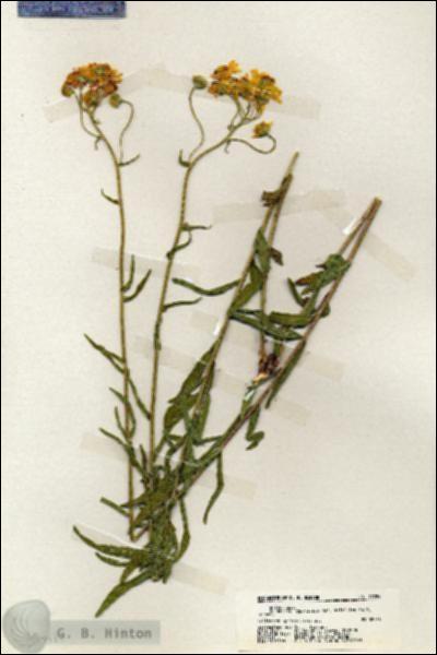 URN_catalog_HBHinton_herbarium_19784.jpg.jpg