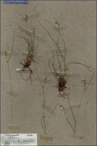 URN_catalog_HBHinton_herbarium_19661.jpg.jpg