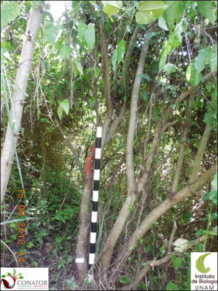 77257_S2_ARC_20130815_007_001.jpg.jpg