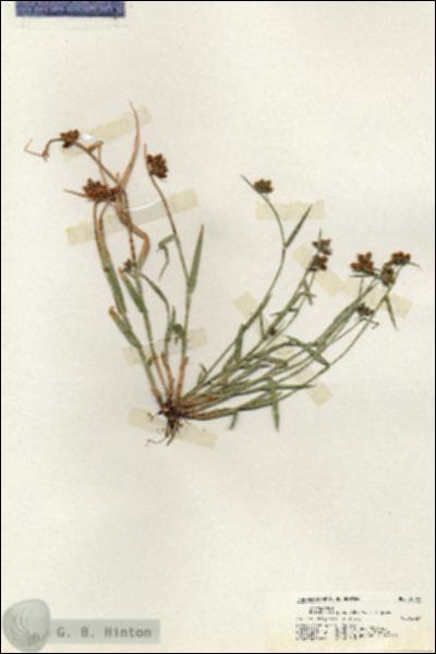 URN_catalog_HBHinton_herbarium_20169.jpg.jpg