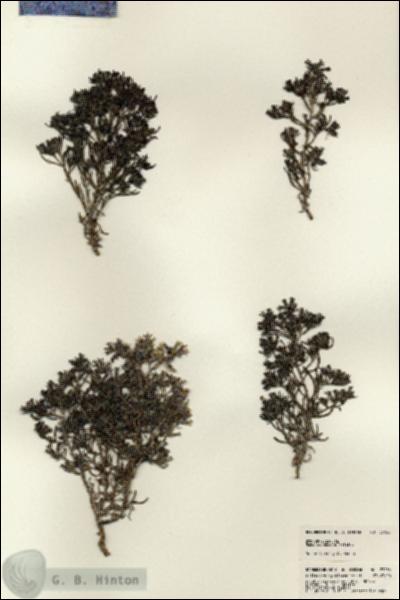 URN_catalog_HBHinton_herbarium_23036.jpg.jpg