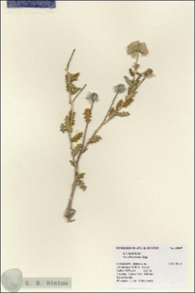 URN_catalog_HBHinton_herbarium_18095.jpg.jpg