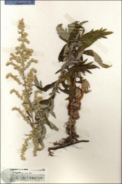 URN_catalog_HBHinton_herbarium_19880.jpg.jpg