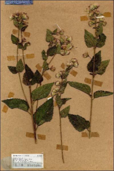 URN_catalog_HBHinton_herbarium_18647.jpg.jpg