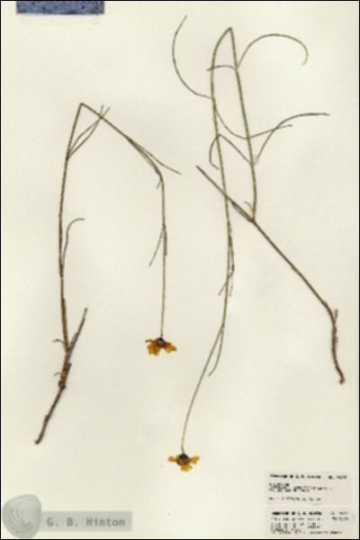 URN_catalog_HBHinton_herbarium_23170.jpg.jpg