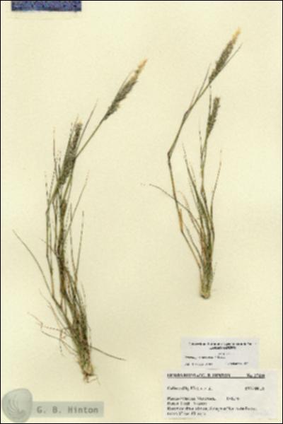 URN_catalog_HBHinton_herbarium_27430.jpg.jpg