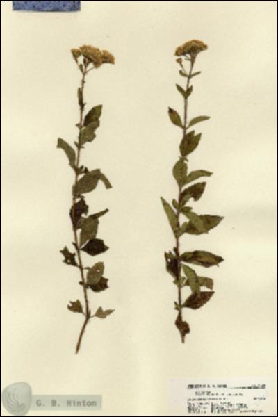 URN_catalog_HBHinton_herbarium_22498.jpg.jpg