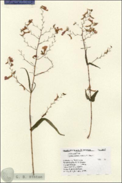 URN_catalog_HBHinton_herbarium_14837.jpg.jpg