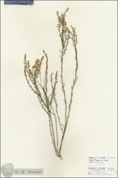 URN_catalog_HBHinton_herbarium_25960.jpg.jpg