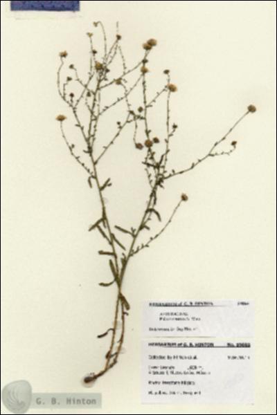 URN_catalog_HBHinton_herbarium_19080.jpg.jpg