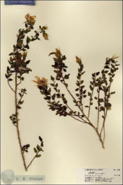 URN_catalog_HBHinton_herbarium_21586.jpg.jpg
