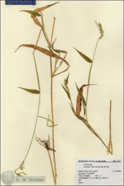 URN_catalog_HBHinton_herbarium_5171.jpg.jpg