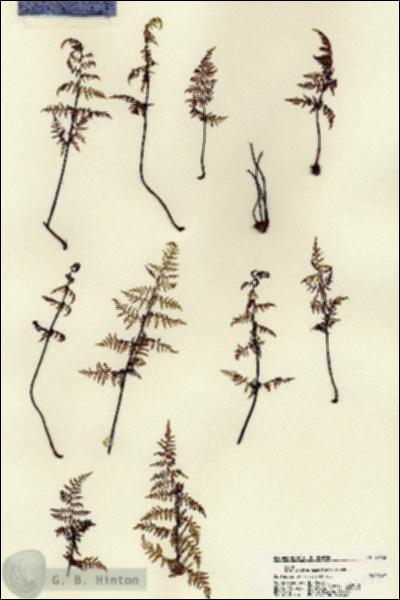URN_catalog_HBHinton_herbarium_22153.jpg.jpg