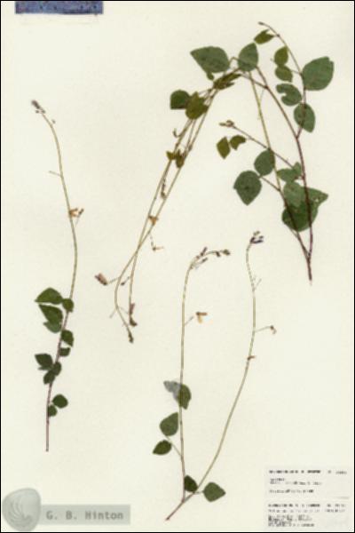 URN_catalog_HBHinton_herbarium_24664.jpg.jpg