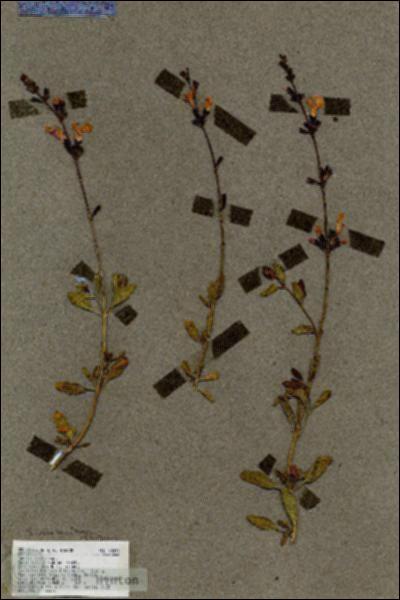 URN_catalog_HBHinton_herbarium_18893.jpg.jpg