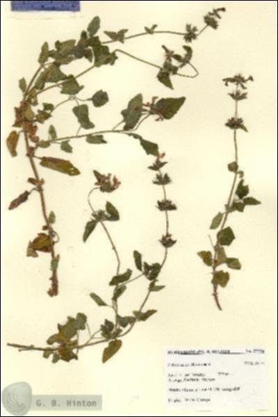 URN_catalog_HBHinton_herbarium_27794.jpg.jpg