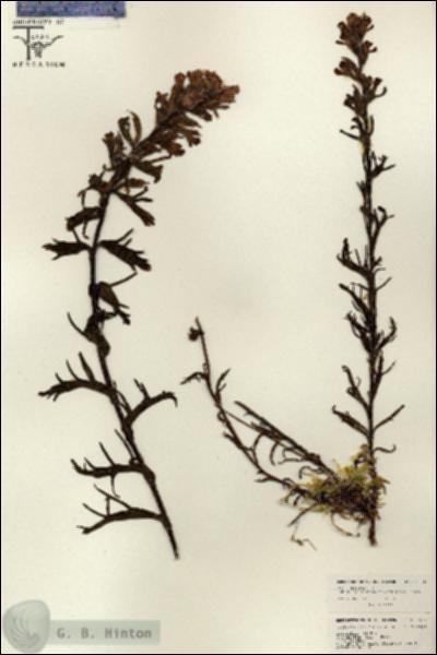 URN_catalog_HBHinton_herbarium_26133.jpg.jpg
