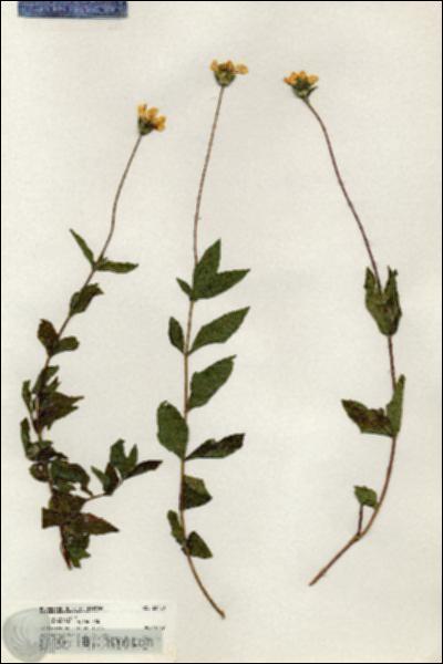 URN_catalog_HBHinton_herbarium_20780.jpg.jpg
