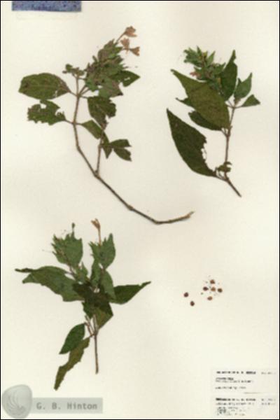 URN_catalog_HBHinton_herbarium_24782.jpg.jpg