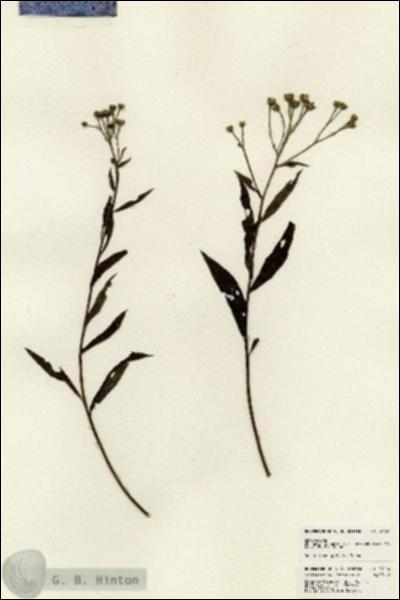 URN_catalog_HBHinton_herbarium_24114.jpg.jpg