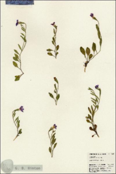 URN_catalog_HBHinton_herbarium_24400.jpg.jpg