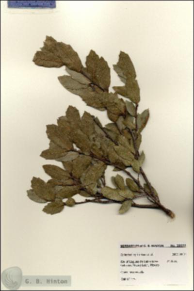 URN_catalog_HBHinton_herbarium_28077.jpg.jpg