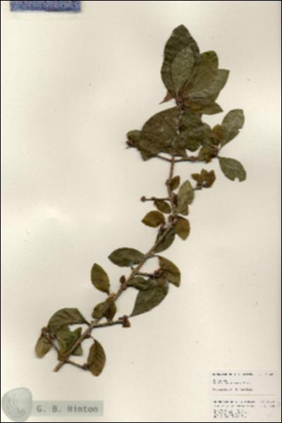 URN_catalog_HBHinton_herbarium_25260.jpg.jpg