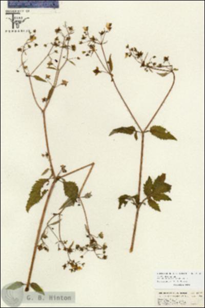 URN_catalog_HBHinton_herbarium_26707.jpg.jpg