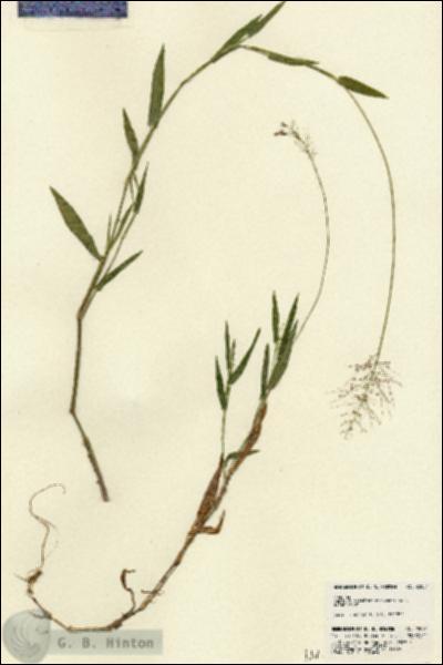URN_catalog_HBHinton_herbarium_22081.jpg.jpg