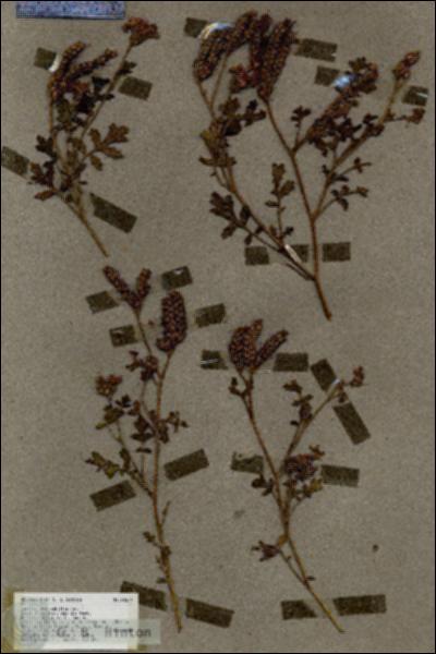 URN_catalog_HBHinton_herbarium_18554.jpg.jpg