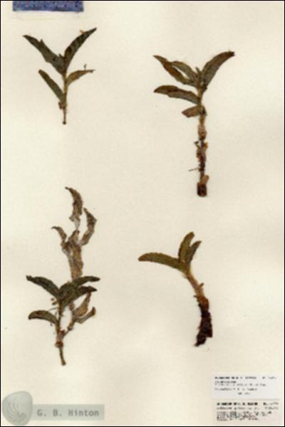 URN_catalog_HBHinton_herbarium_24274.jpg.jpg