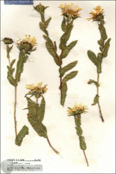 URN_catalog_HBHinton_herbarium_19865.jpg.jpg