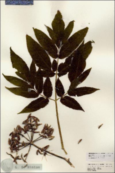 URN_catalog_HBHinton_herbarium_24701.jpg.jpg