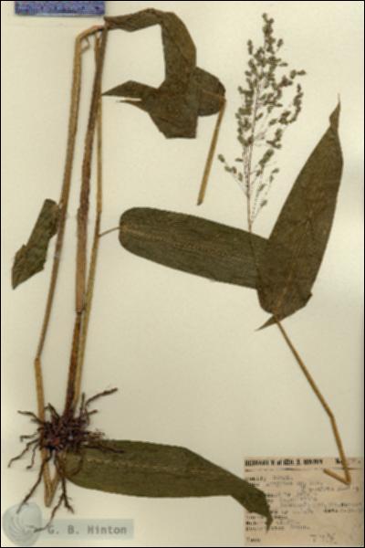 URN_catalog_HBHinton_herbarium_4538.jpg.jpg